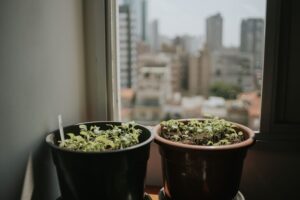 resized_31_api